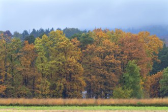 Mixed forest in autumn colors on a rainy day, Eckental, Middle Franconia, Bavaria, Germany