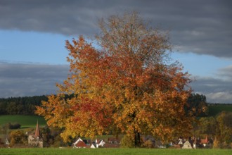 Golden yellow autumn tree, Neunhof near Lauf an der Pegnitz, Middle Franconia, Byern, Germany