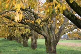 Cherry orchard (Prunus avium) in autumn colors, Karsberg, Upper Franconia, Bavaria, Germany
