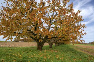Cherry trees (Prunus avium) in autumn colors, Karsberg, Upper Franconia, Bavaria, Germany