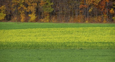 Field with blooming field mustard (Sinapis arvensis), behind mixed forest in autumn colors,