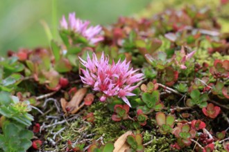 Caucasus stonecrop (Sedum spurium, Phedimus spurius), autumn, Germany