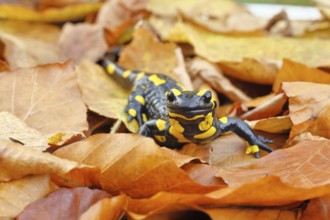 Fire salamander (Salamandra salamandra), in a beech forest on autumn leaves, autumn, Wilnsdorf,