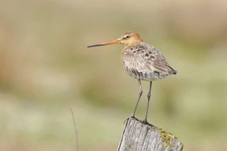 Blacktail (Limosa limosa), sitting room, on a fence post, snipe birds, wildlife, nature