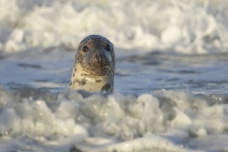 Grey seal (Halichoerus grypus) adult animal in the breaking waves of the sea, England, United