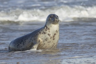 Grey seal (Halichoerus grypus) adult animal in the waves of the sea, England, United Kingdom