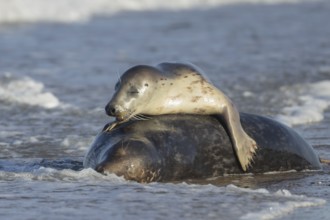 Grey seal (Halichoerus grypus) two adult animals in love courting in the waves of the sea, England,