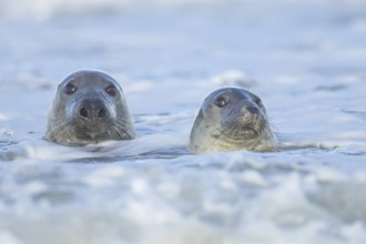 Grey seal (Halichoerus grypus) two adult animals in the waves of the sea, England, United Kingdom