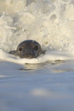 Grey seal (Halichoerus grypus) adult animal in the breaking waves of the sea, England, United