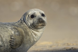 Common seal (Phoca vitulina) adult animal resting on a beach, England, United Kingdom