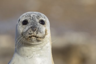 Common seal (Phoca vitulina) adult animal head portrait, England, United Kingdom