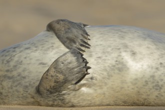 Common seal (Phoca vitulina) adult animal resting on a beach close up of its front flippers