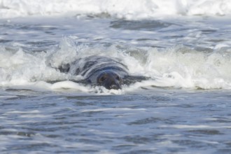 Grey seal (Halichoerus grypus) adult animal in the sea with a breaking wave going over its body,