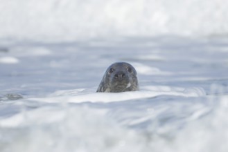 Grey seal (Halichoerus grypus) adult animal in the breaking waves of the sea, England, United