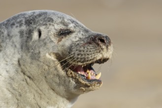 Common seal (Phoca vitulina) adult animal yawning on a beach, England, United Kingdom