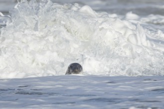 Grey seal (Halichoerus grypus) adult animal in the sea with a breaking wave in the background,