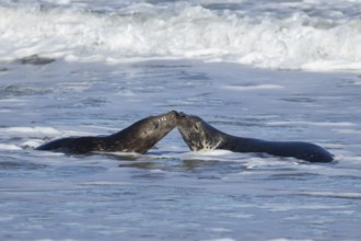 Grey seal (Halichoerus grypus) two adult animals kissing in the breaking waves of the sea, England,