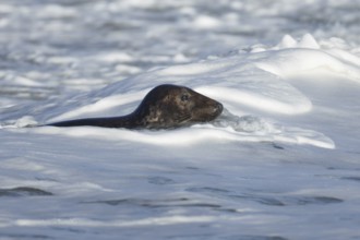 Grey seal (Halichoerus grypus) adult animal surfing on a breaking wave on the sea, England, United