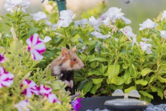 A European hamster (Cricetus cricetus) searches for food on a decorated grave and eats the petals