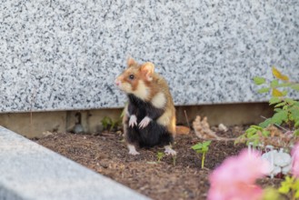 A European hamster (Cricetus cricetus) runs across graves in search for food. Vienna, Austria
