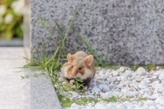 A European hamster (Cricetus cricetus) forages for food on a grave. Vienna, Austria