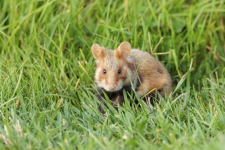 A European hamster (Cricetus cricetus) forages for food on green grass. Vienna, Austria