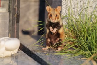 A European hamster (Cricetus cricetus) stands on a grave in the evening sun, searching for food.