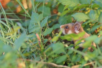 A European hamster (Cricetus cricetus) sits well hidden by leaves on a decorated grave in its