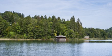 Hütte am Ufer des Tegernsee, Wald, Bad Wiessee, Upper Bavaria, Bavaria, Germany