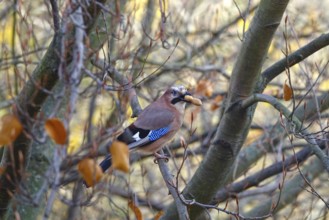 Eurasian Jay (Garrulus glandarius) with nut on a tree, autumn, Germany