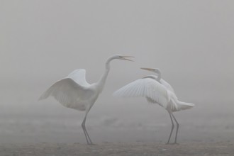 Great Egret, (Egretta alba), Warring Great Egret in the Mist, Lasitz, Saxony, Germany