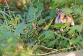 A European hamster (Cricetus cricetus) sits well hidden by leaves on a decorated grave in its