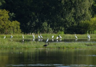 Black stork (Ciconia nigra) and great egret (Ardea alba) in the shallow water zone of a pond, Lower
