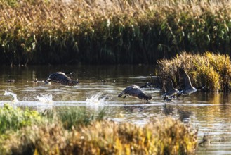 Canada Goose, Branta Canadensis, birds in flight over marshes