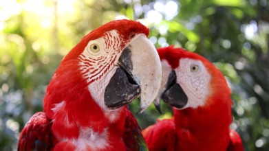Red and white jungle macaw parrot with open beak friendly staring at camera