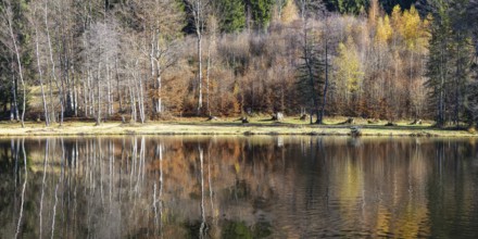 Late autumn, water reflection in moor pond, autumn, near Oberstdorf, Oberallgäu, Allgäu, Bavaria,