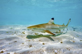 Juvenile young blacktip reef shark (Carcharhinus melanopterus) swims across sand in shallow lagoon