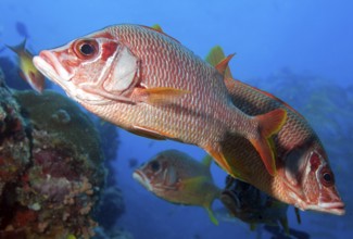 Large-thorn hussar Bigthorn hussarfish (Sargocentron spiniferum) Large-thorn husar giant husar, Red