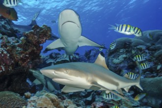 Down in the foreground blacktip reef shark (Carcharhinus melanopterus) blacktip reef shark shark