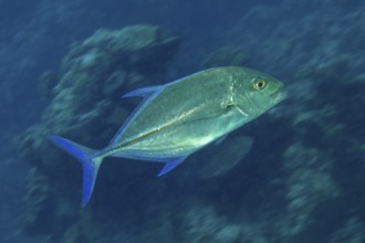 Bluefin mackerel (Caranx melampygus) spiny mackerel swims quickly through coral reef, Pacific