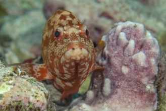 Juvelie's specimen of leopard grouper (Cephalopholis leopardus) sits supported between two small