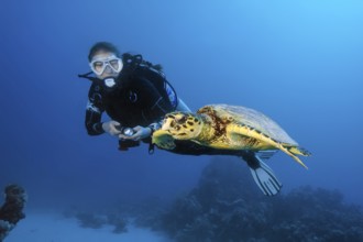 Diver viewed at close range swimming next to hawksbill turtle (Eretmochelys imbricata) in coral