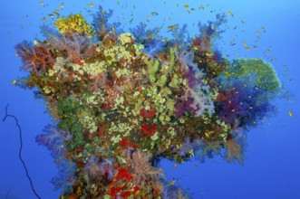 Colorful coral block Erg in the shape of like a tree with various types of colorful intact colorful