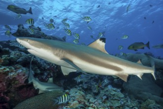 Blacktip reef shark Blacktip reef shark (Carcharhinus melanopterus) Blacktip rffshark shark swims