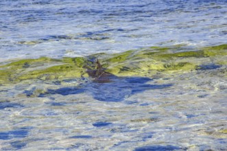 View from shore to silhouette of Atlantic nurse shark (Ginglymostoma cirratum) fin dorsal fin