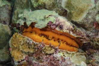 Large variable spiny oyster (Spondylus varius) in the color variant orange has grown into coral