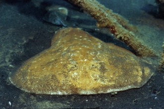 Electric bow forehead shivering ray (Torpedo panthera) Bow forehead torpedo ray Panther torpedo ray