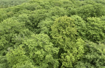 Beech forest in Jasmund National Park on the island of Rügen, Mecklenburg-Western Pomerania,