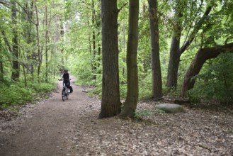 Female cyclist in the beech forest of Jasmund National Park on Rügen, Mecklenburg-Western