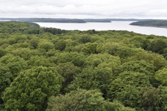 Beech forest at Kleiner Jasmunder Bodden on Rügen, Mecklenburg-Western Pomerania, Germany